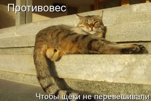 котовы я..цы.jpg