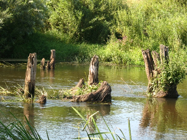 болва (пеньки).JPG