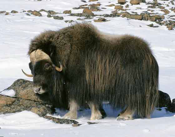 musk-ox.jpg