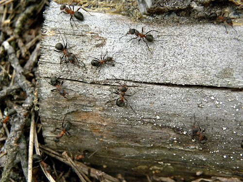 муравьи.jpg