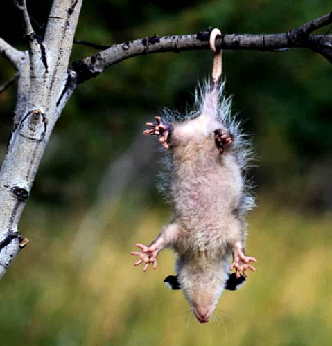 640911opossum2.jpg