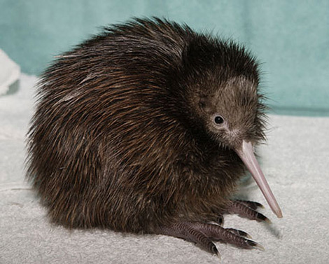 kiwi1140823549.jpg