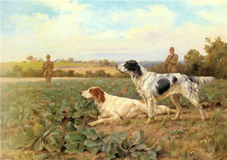 Англ. сеттера.JPG