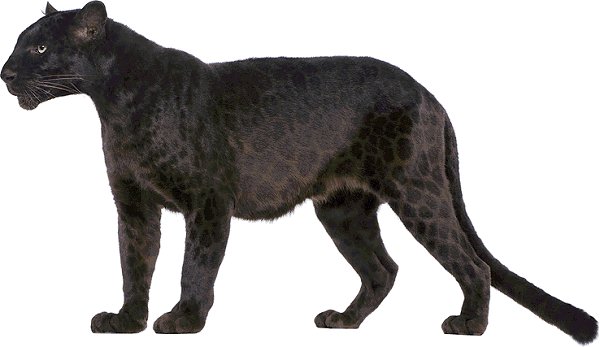 black-panther-leopard.jpg
