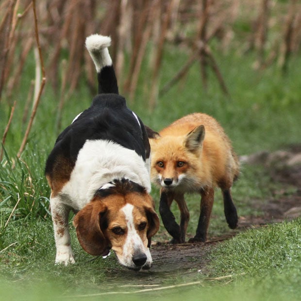 fox-dog.jpg