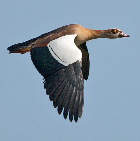 102-Egyptian-Goose-07765.jpg