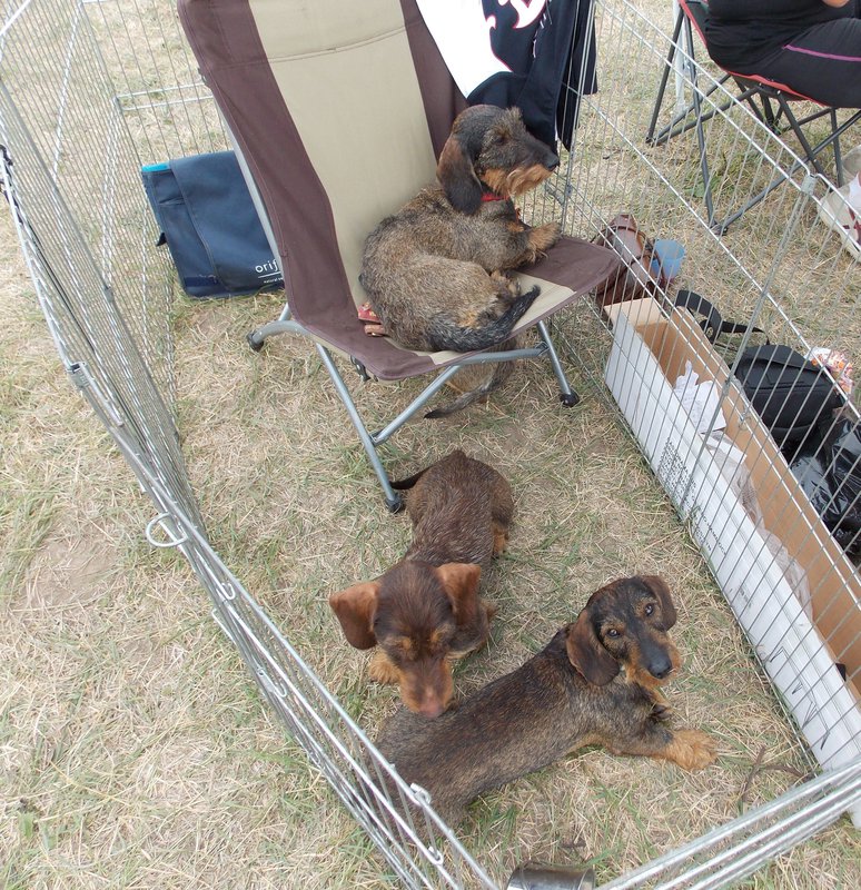 Всероссийская выставка г.Тула 2012. 092.jpg