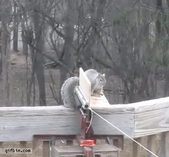 1364836752_squirrel_gets_catapulted.gif